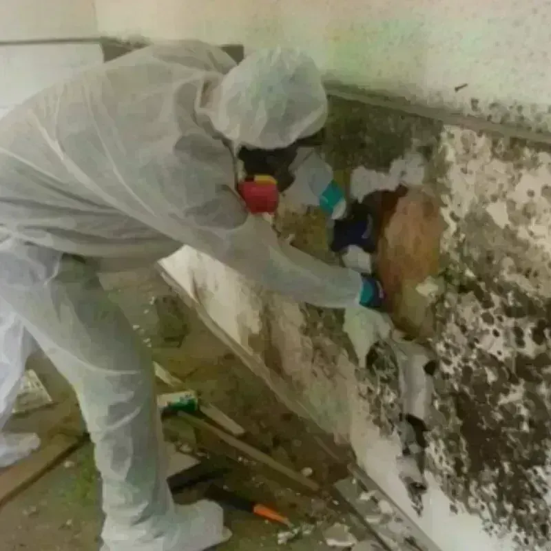 Mold Remediation and Removal in Lafayette, OR